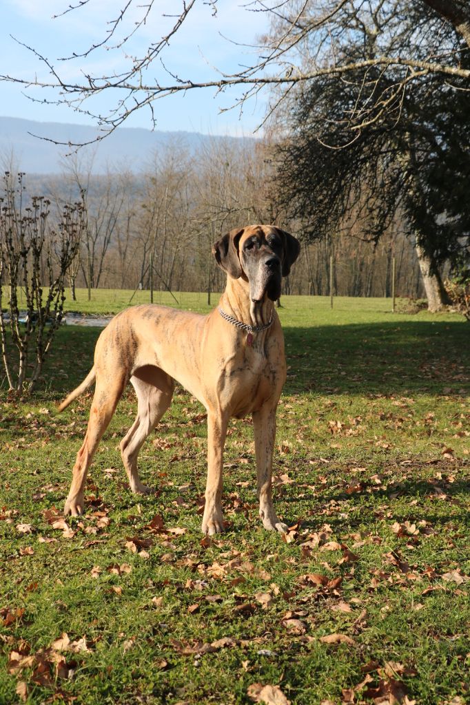 Smooky De La Légende Du Bel Horizon