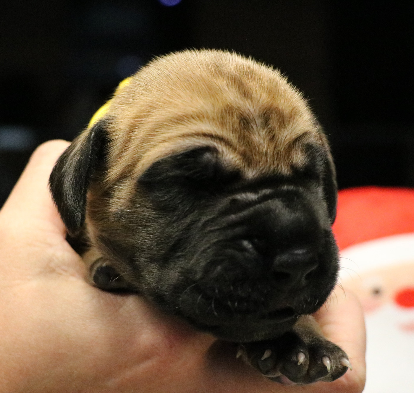 De La Symphonie D'Herold - Chiots disponibles - Dogue allemand