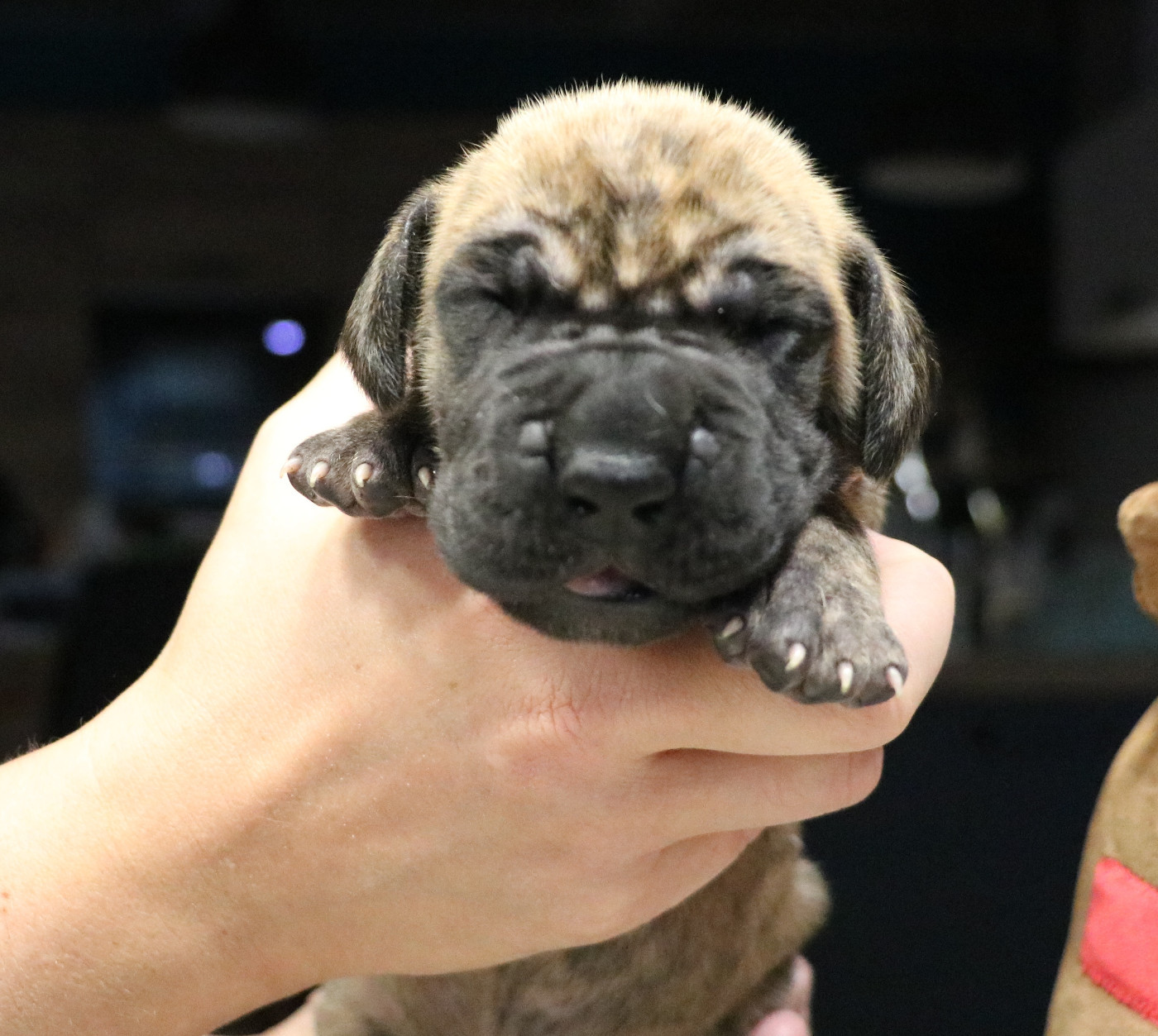 De La Symphonie D'Herold - Chiots disponibles - Dogue allemand