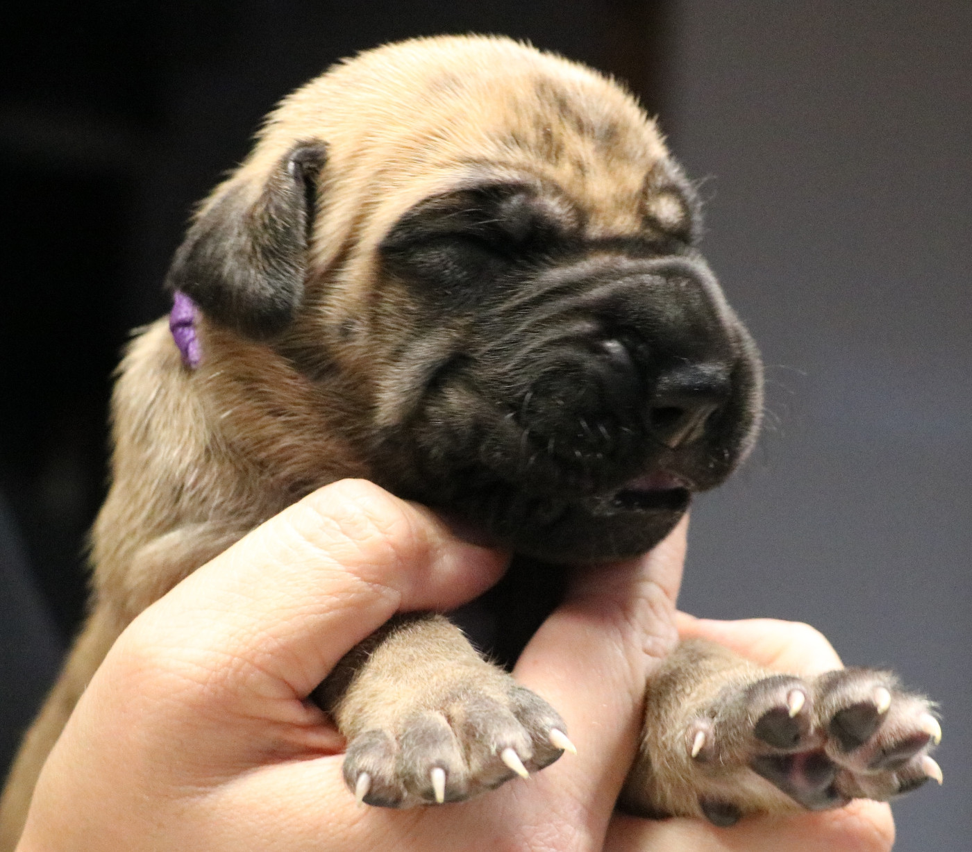 De La Symphonie D'Herold - Chiots disponibles - Dogue allemand