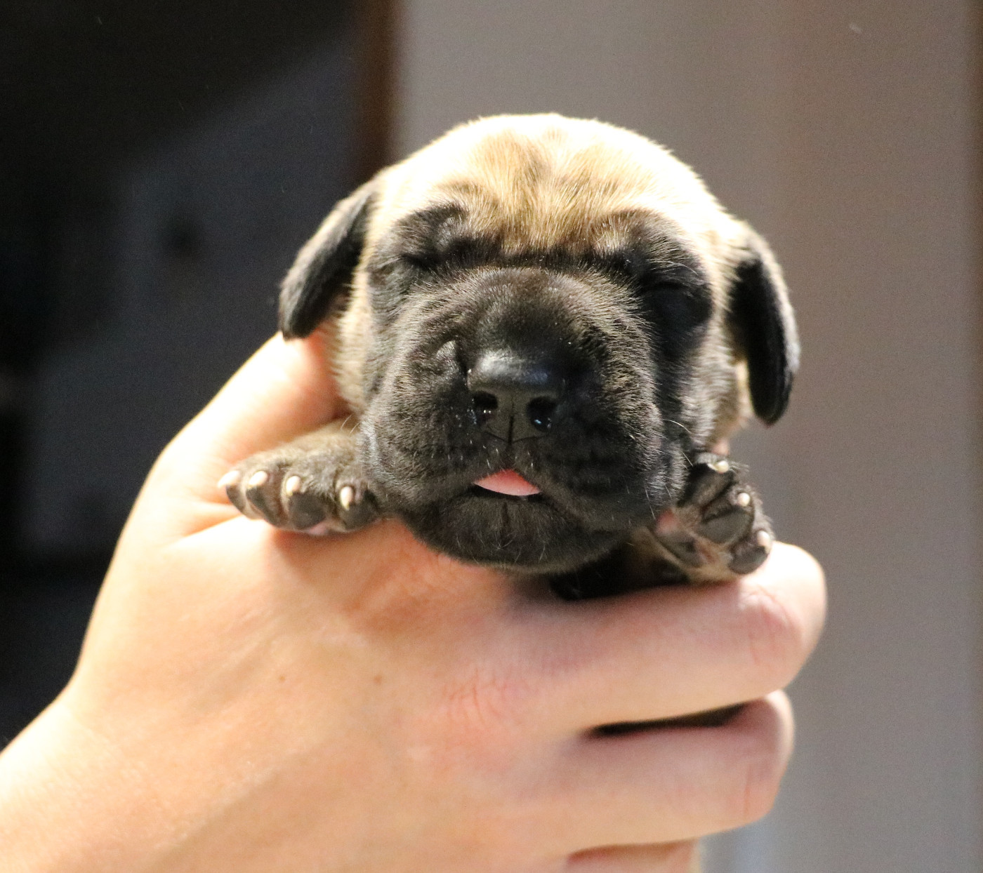 De La Symphonie D'Herold - Chiots disponibles - Dogue allemand