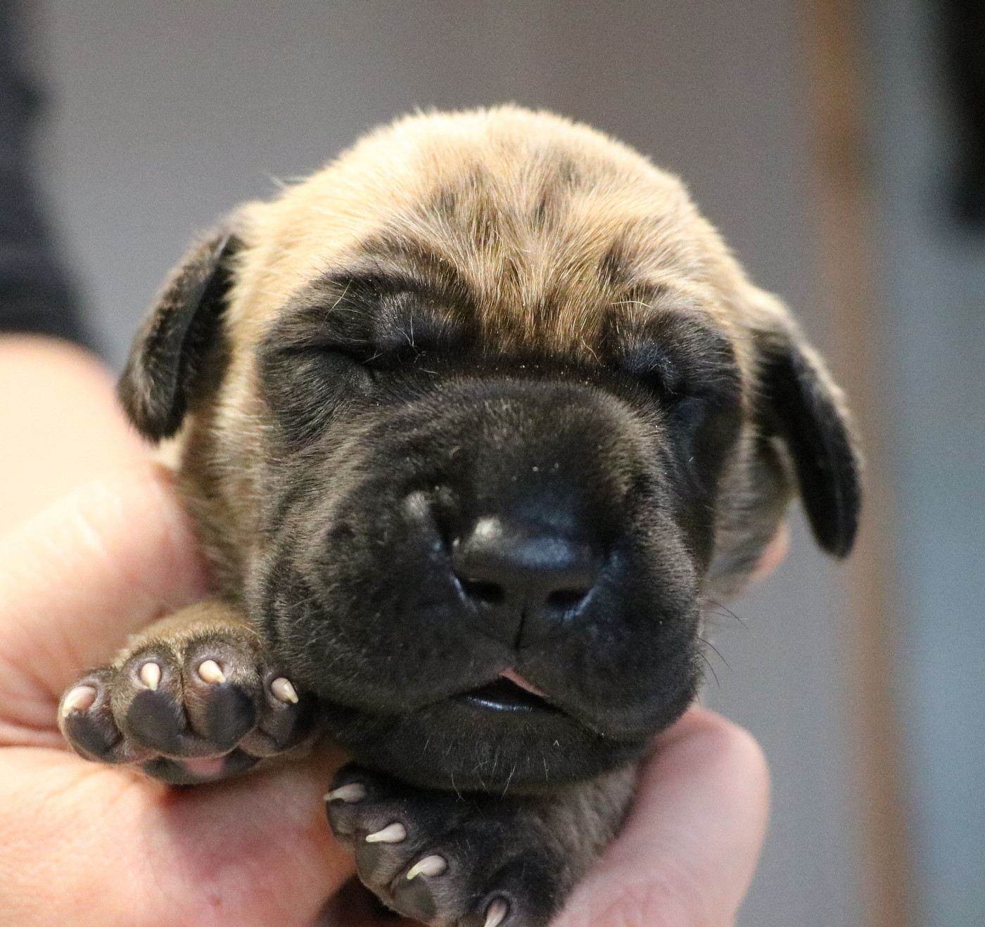 De La Symphonie D'Herold - Chiots disponibles - Dogue allemand