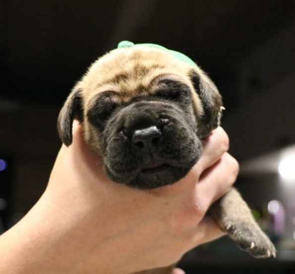 De La Symphonie D'Herold - Chiots disponibles - Dogue allemand