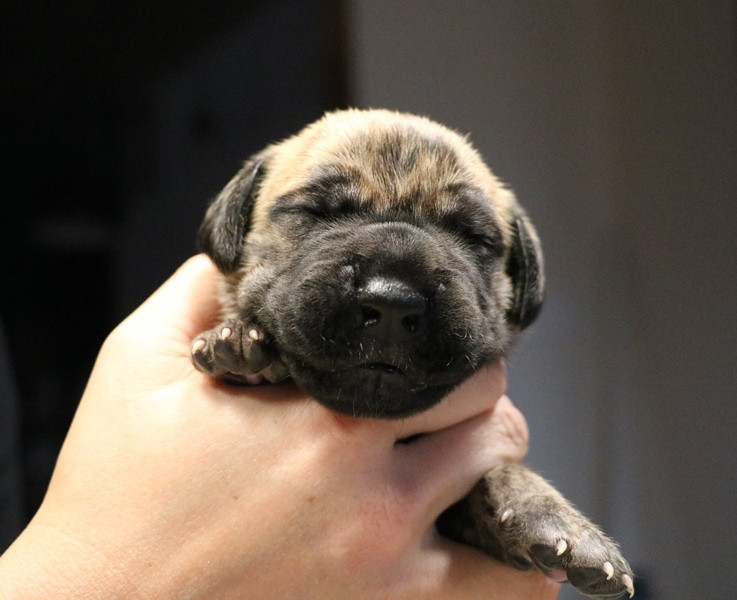 De La Symphonie D'Herold - Chiots disponibles - Dogue allemand