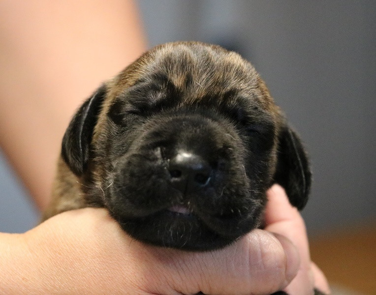 De La Symphonie D'Herold - Chiots disponibles - Dogue allemand