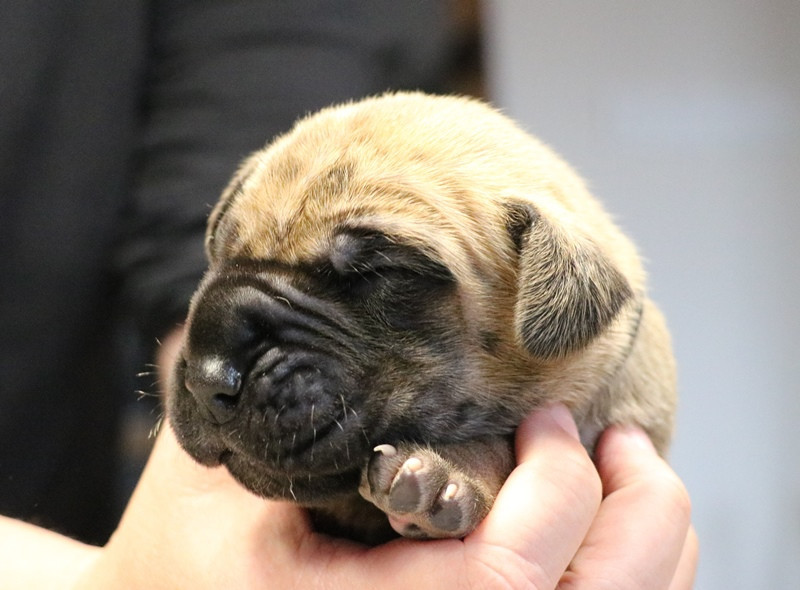 De La Symphonie D'Herold - Chiots disponibles - Dogue allemand