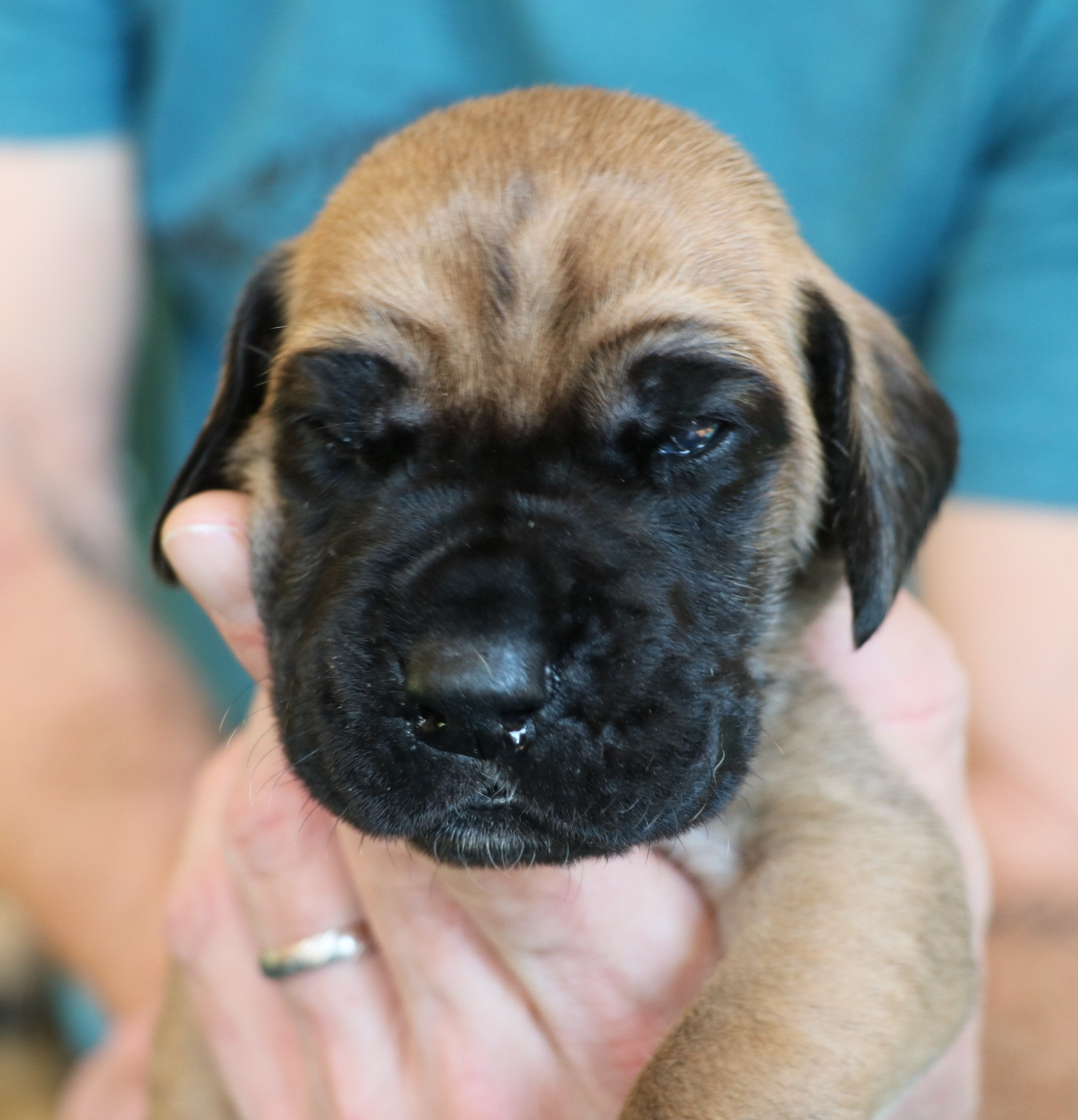 De La Symphonie D'Herold - Chiots disponibles - Dogue allemand
