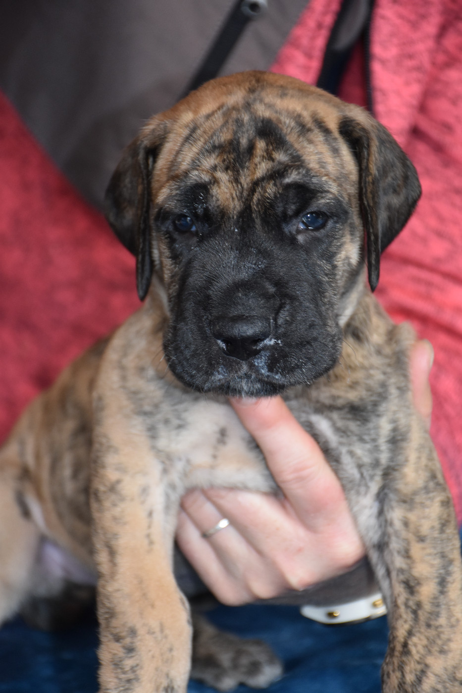De La Symphonie D'Herold - Chiots disponibles - Dogue allemand