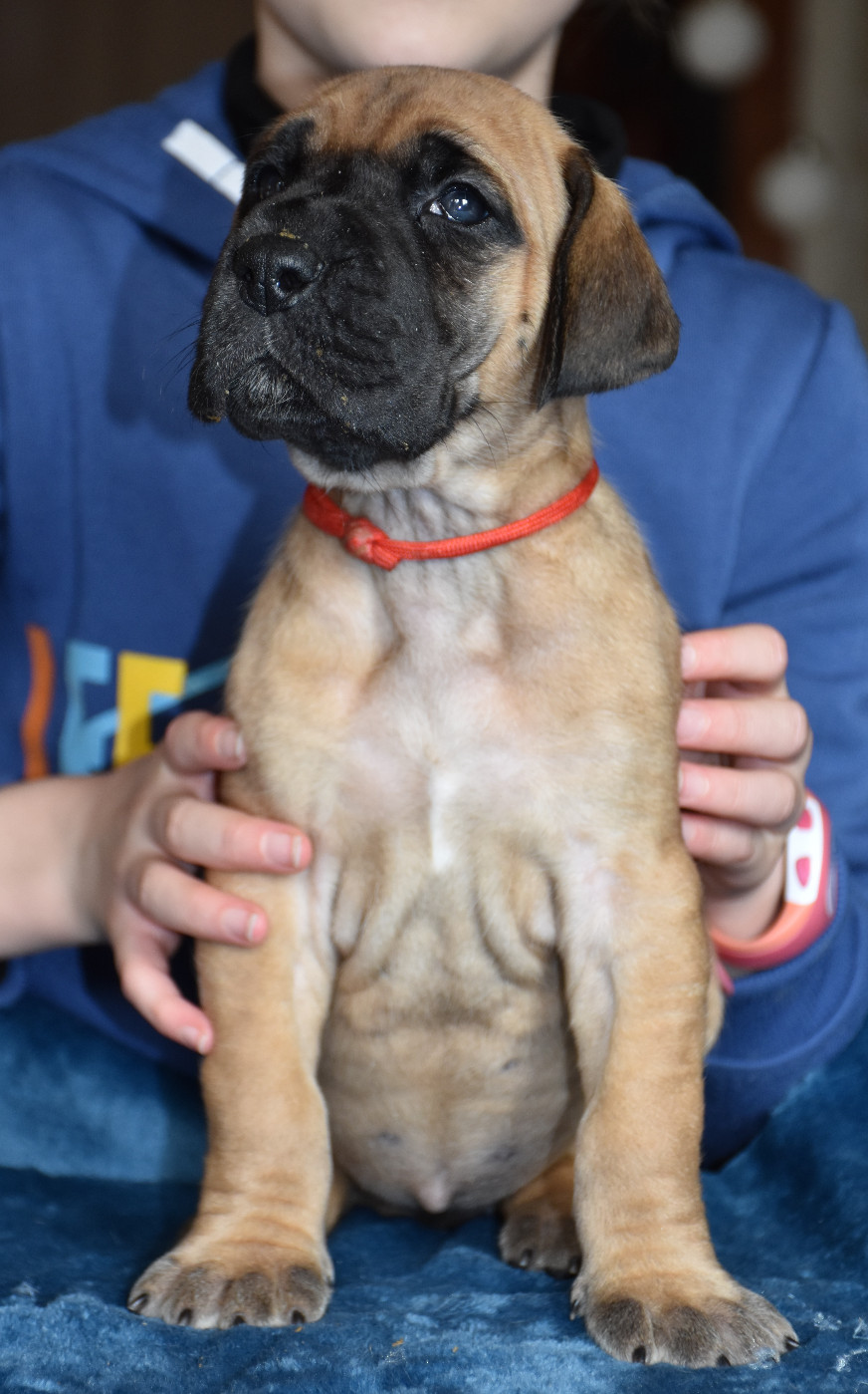 De La Symphonie D'Herold - Chiots disponibles - Dogue allemand