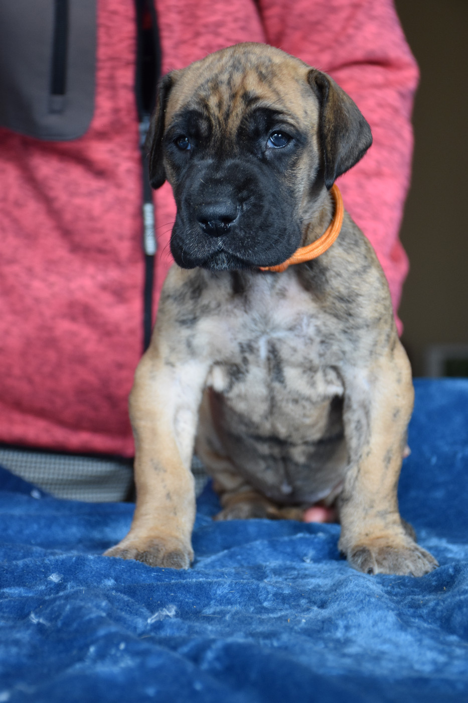 De La Symphonie D'Herold - Chiots disponibles - Dogue allemand