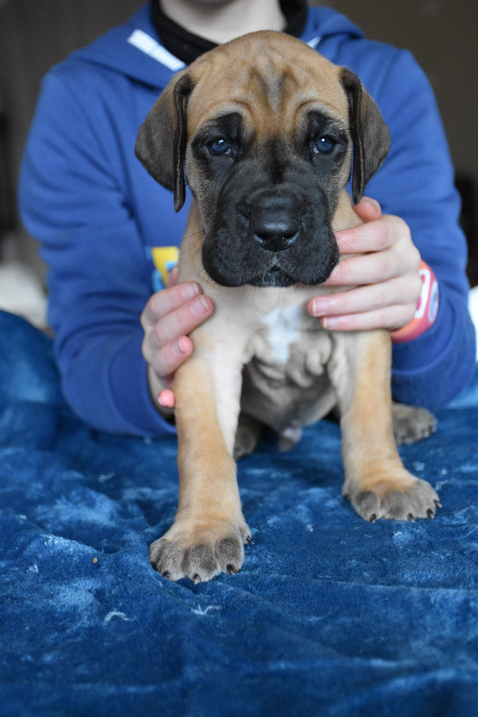 De La Symphonie D'Herold - Chiots disponibles - Dogue allemand