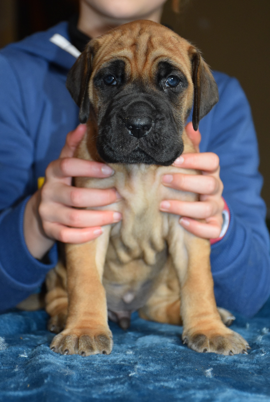 De La Symphonie D'Herold - Chiots disponibles - Dogue allemand