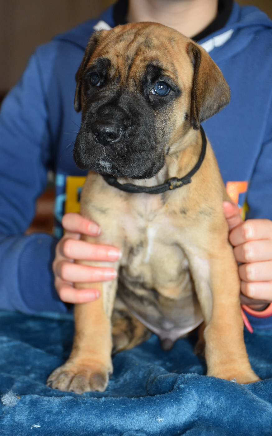 De La Symphonie D'Herold - Chiots disponibles - Dogue allemand