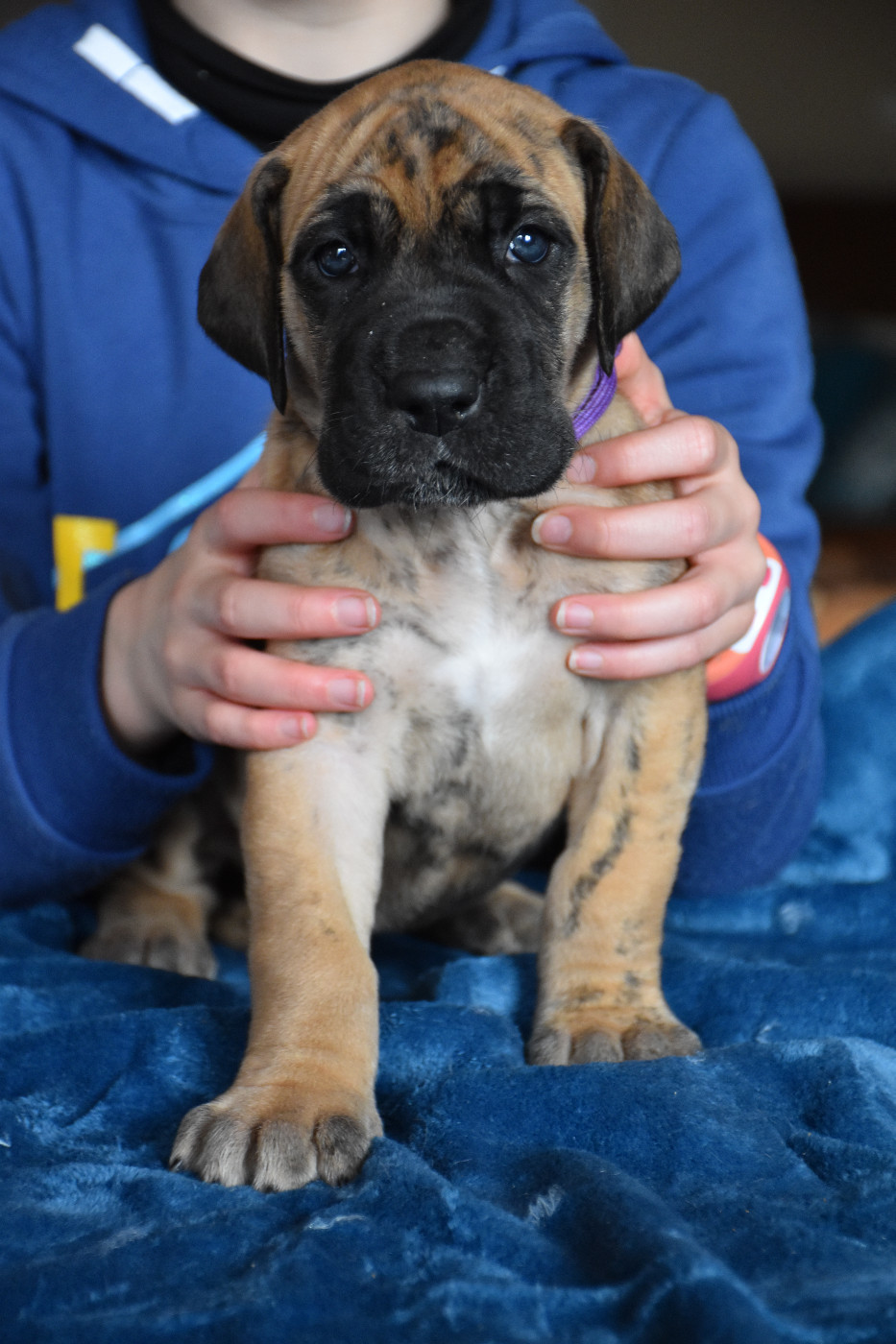 De La Symphonie D'Herold - Chiots disponibles - Dogue allemand