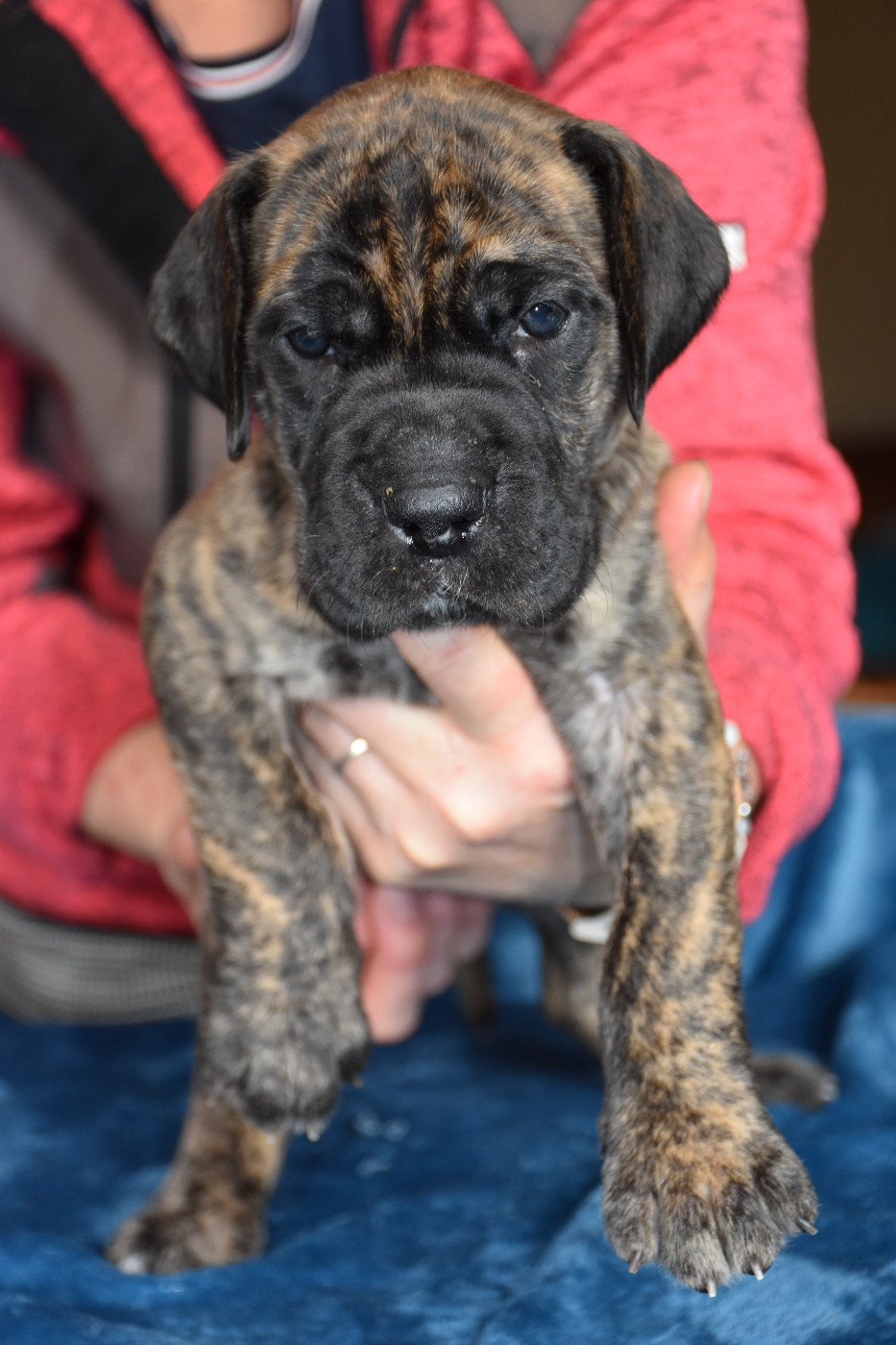 De La Symphonie D'Herold - Chiots disponibles - Dogue allemand