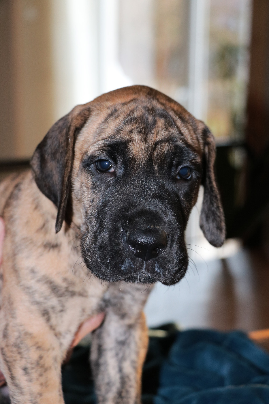 De La Symphonie D'Herold - Chiots disponibles - Dogue allemand