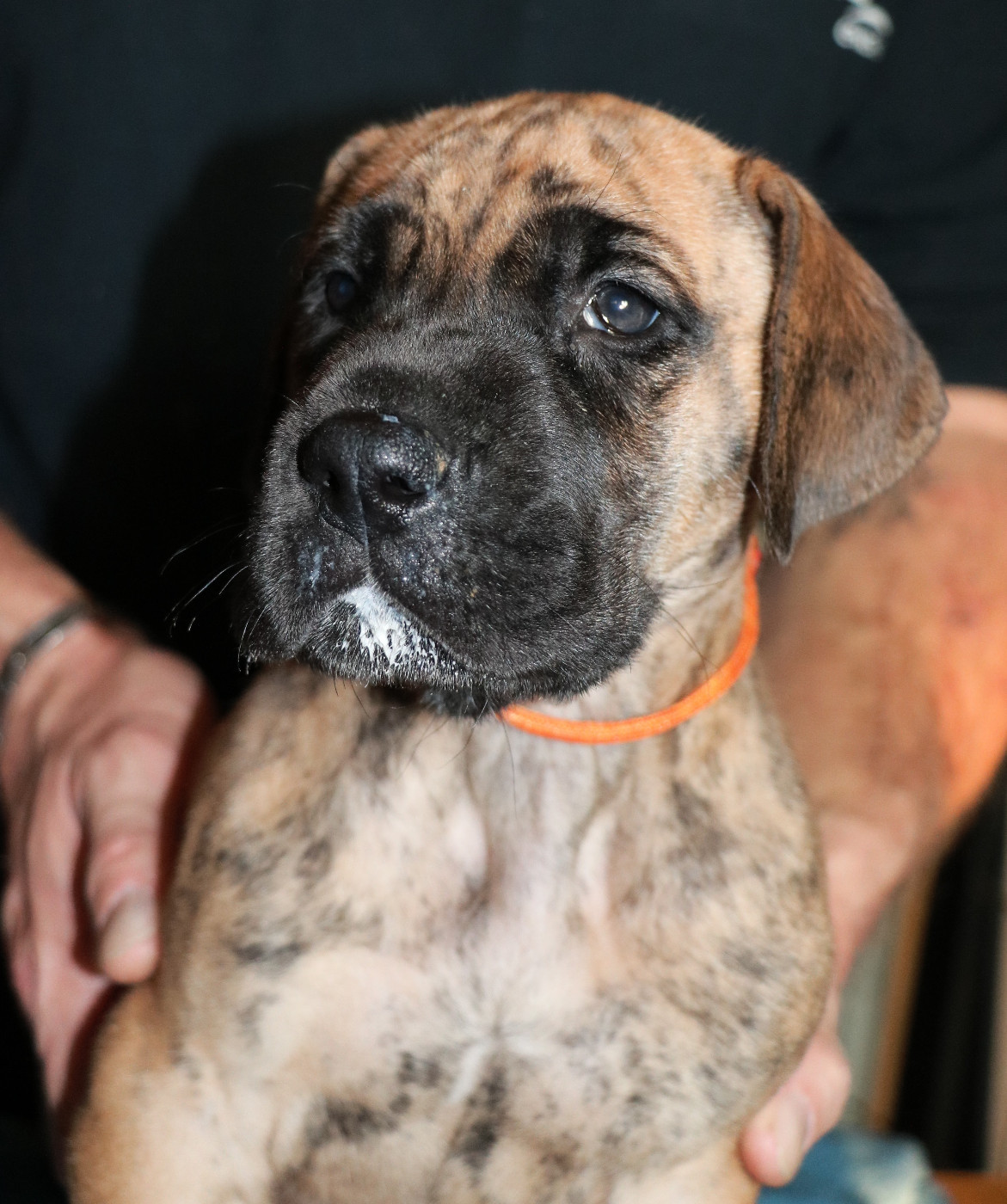 De La Symphonie D'Herold - Chiots disponibles - Dogue allemand