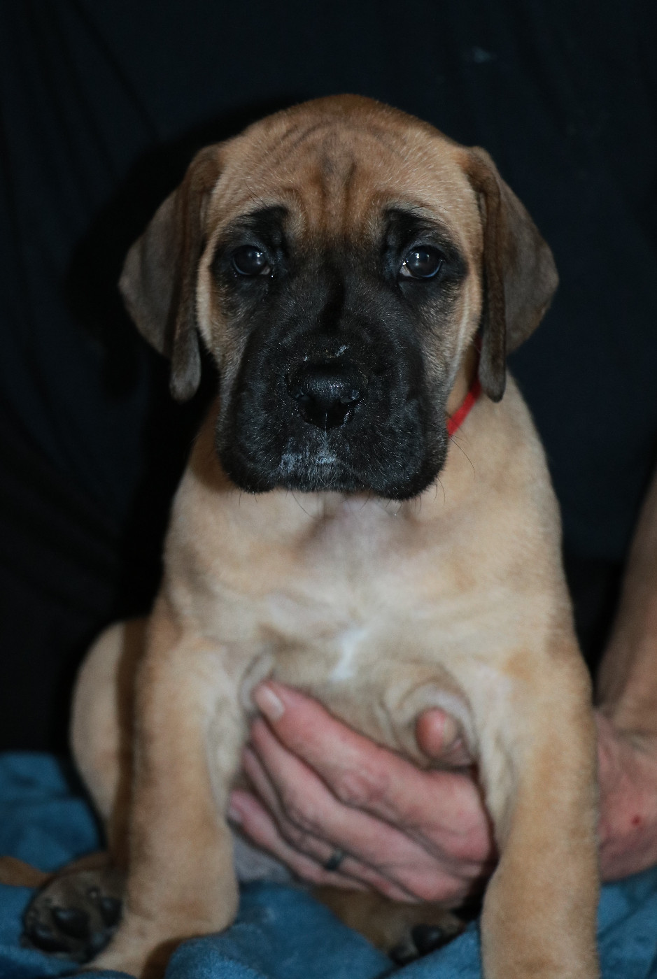 De La Symphonie D'Herold - Chiots disponibles - Dogue allemand