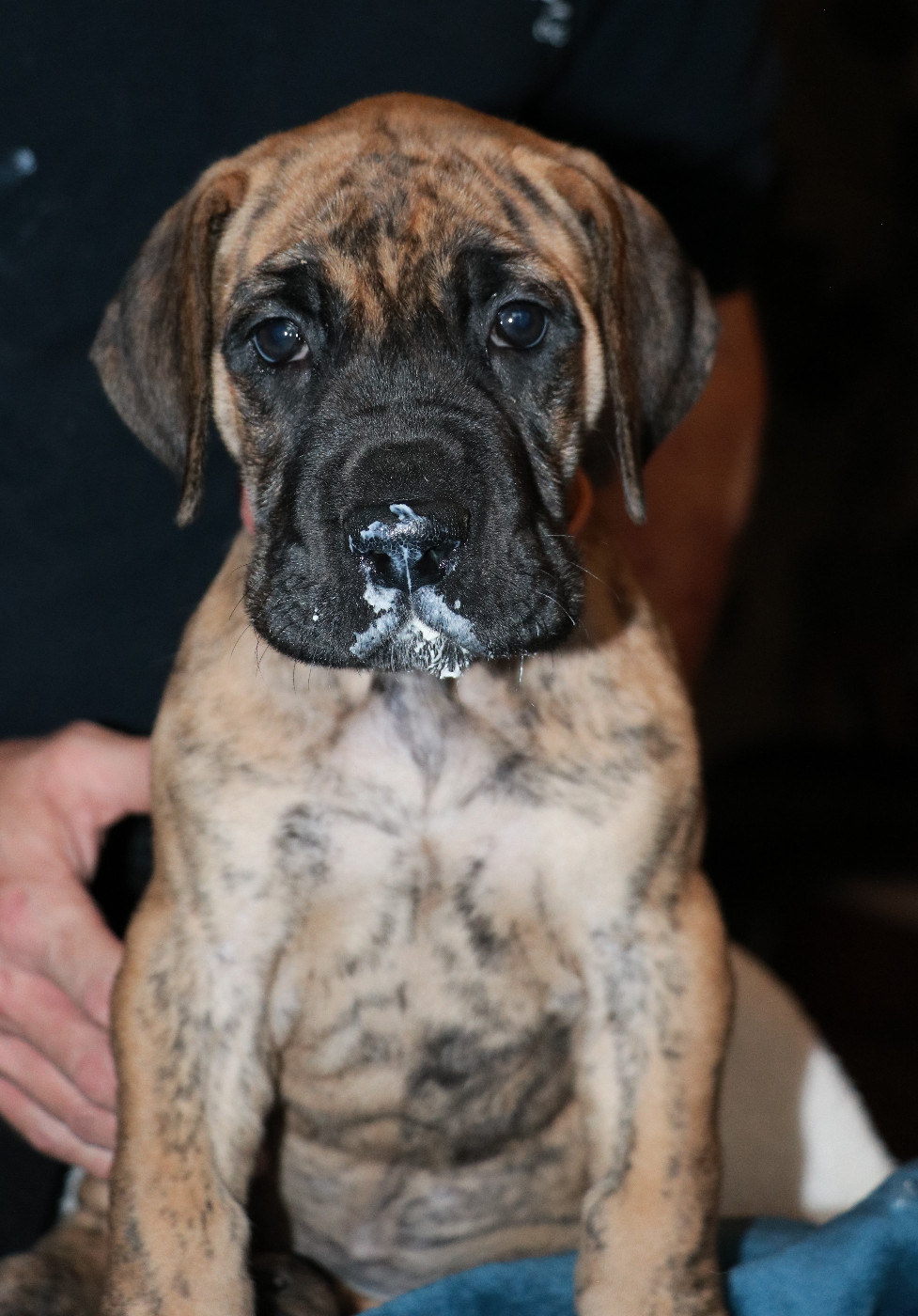 De La Symphonie D'Herold - Dogue allemand - Portée née le 07/11/2025