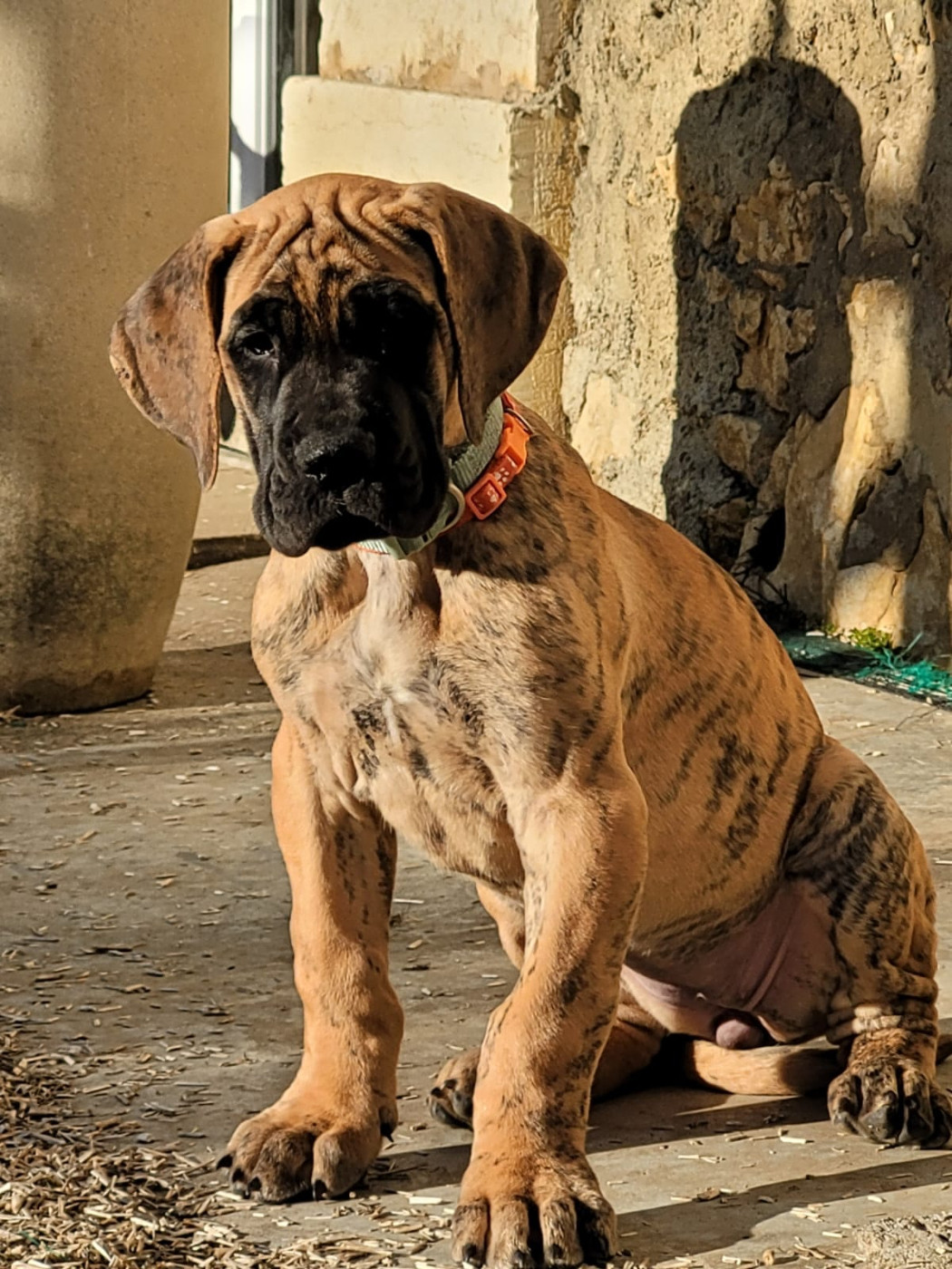 De La Symphonie D'Herold - Chiots disponibles - Dogue allemand