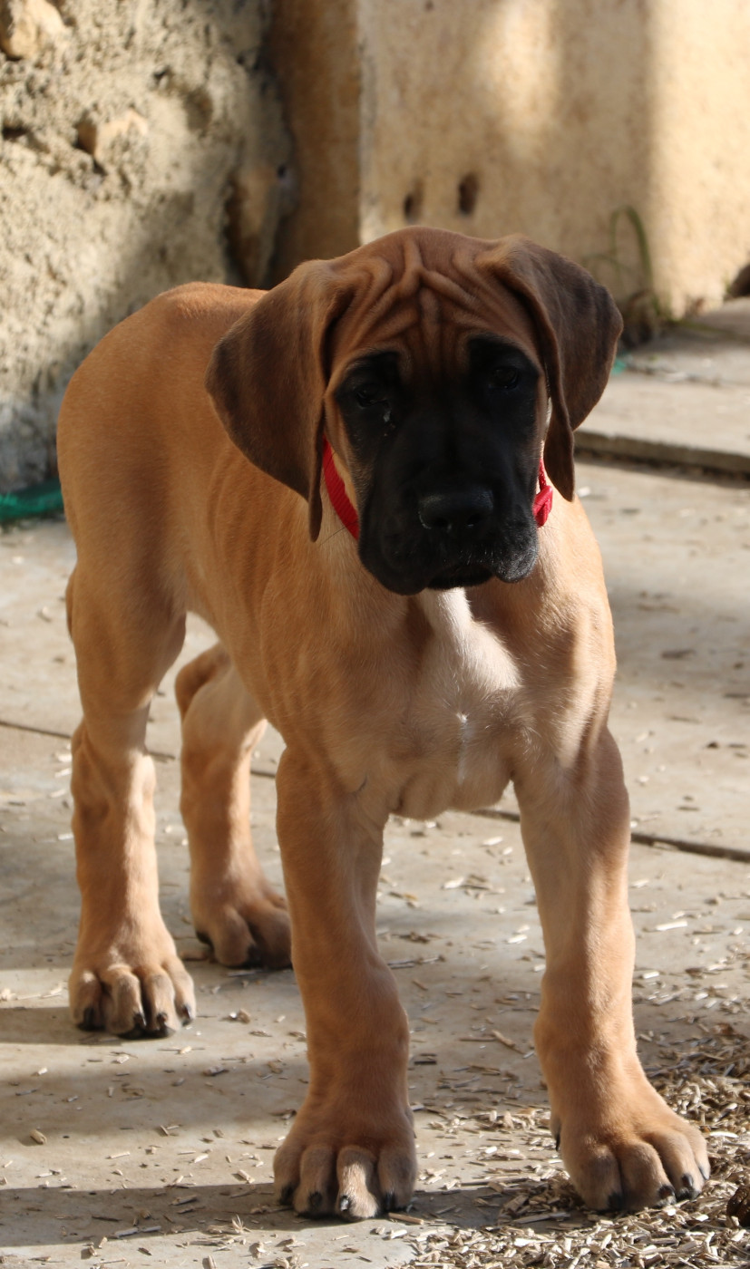 De La Symphonie D'Herold - Chiots disponibles - Dogue allemand