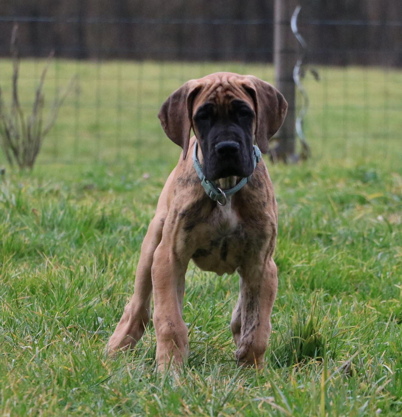 De La Symphonie D'Herold - Chiots disponibles - Dogue allemand